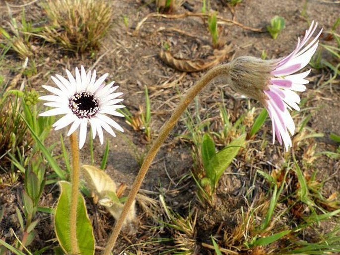 Gerbera ambigua