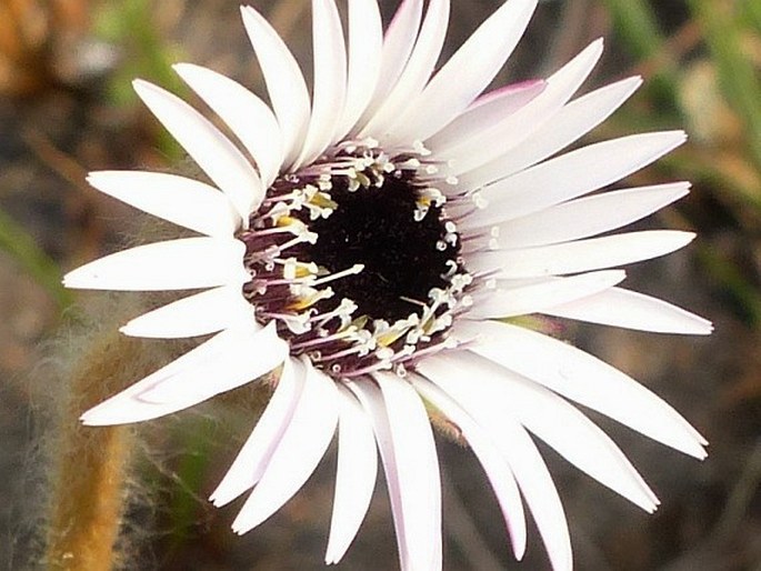 Gerbera ambigua