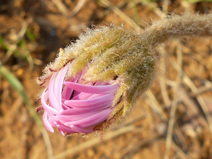 Gerbera ambigua