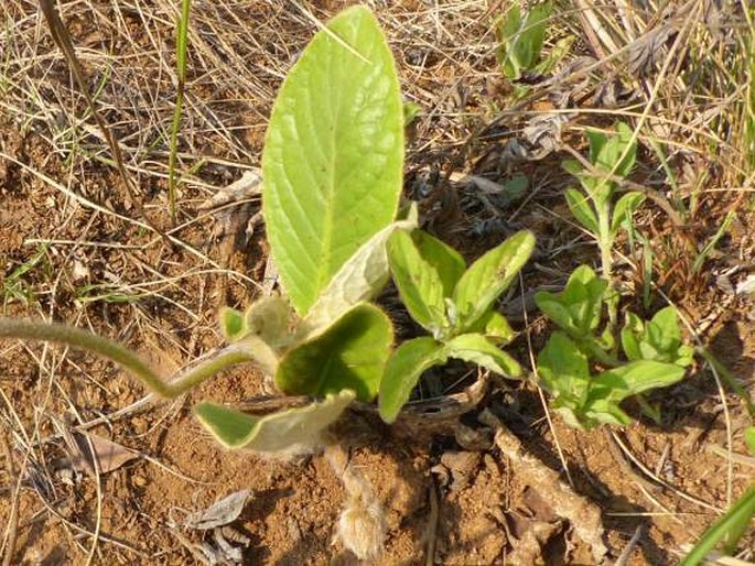 Gerbera ambigua