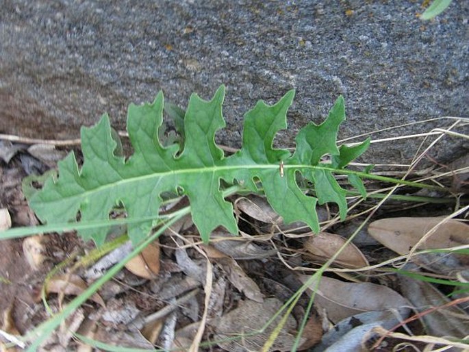 Gerbera jamesonii