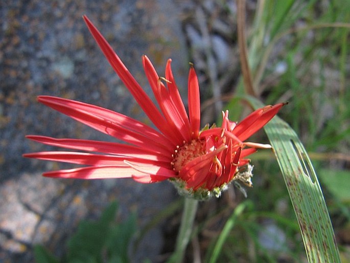 Gerbera jamesonii