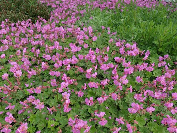 Geranium ×cantabrigiense