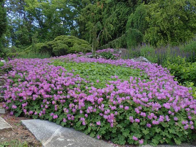 Geranium ×cantabrigiense