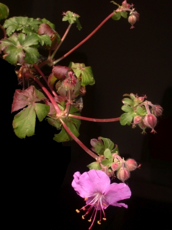 Geranium ×cantabrigiense