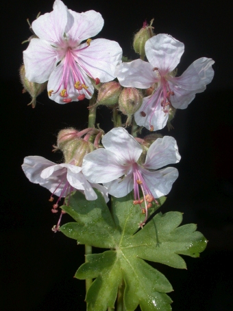 Geranium ×cantabrigiense