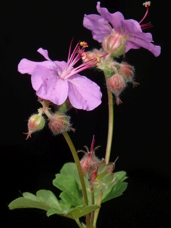 Geranium ×cantabrigiense