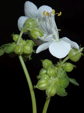 Geranium ×cantabrigiense