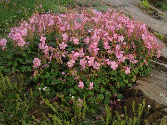 Geranium dalmaticum