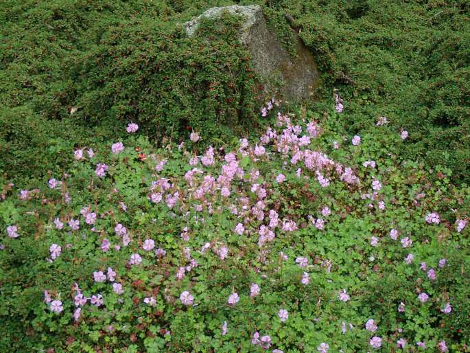 Geranium dalmaticum