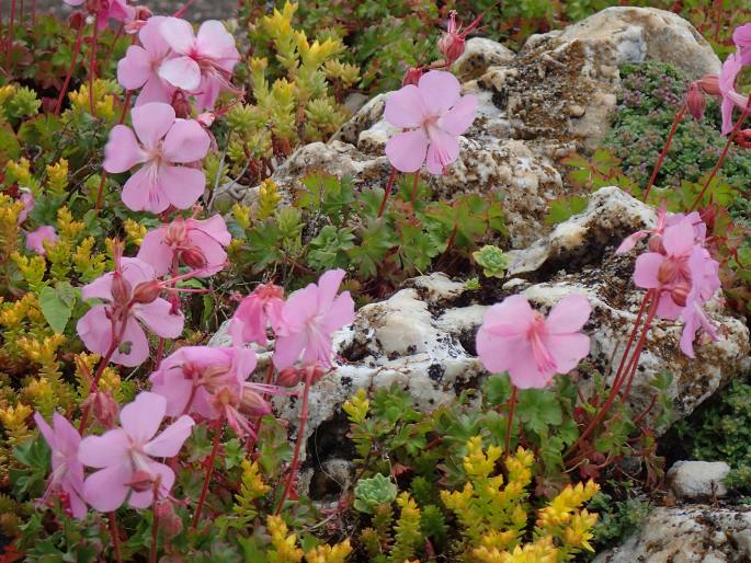 Geranium dalmaticum