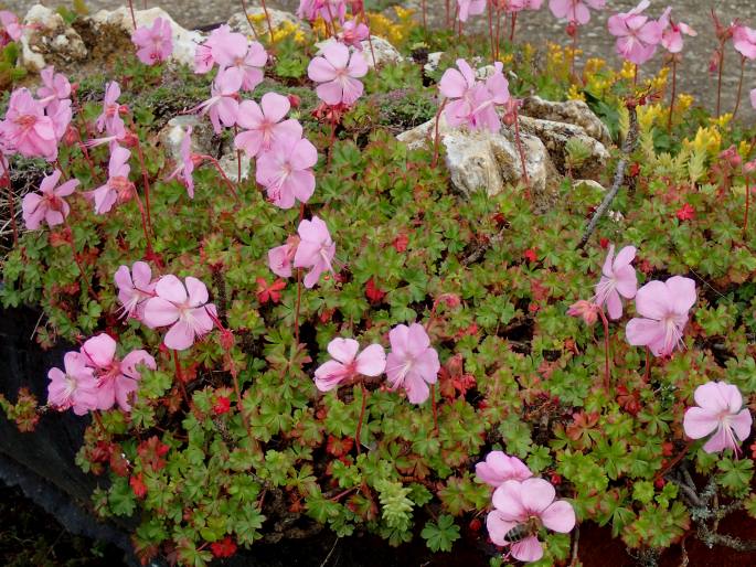 Geranium dalmaticum