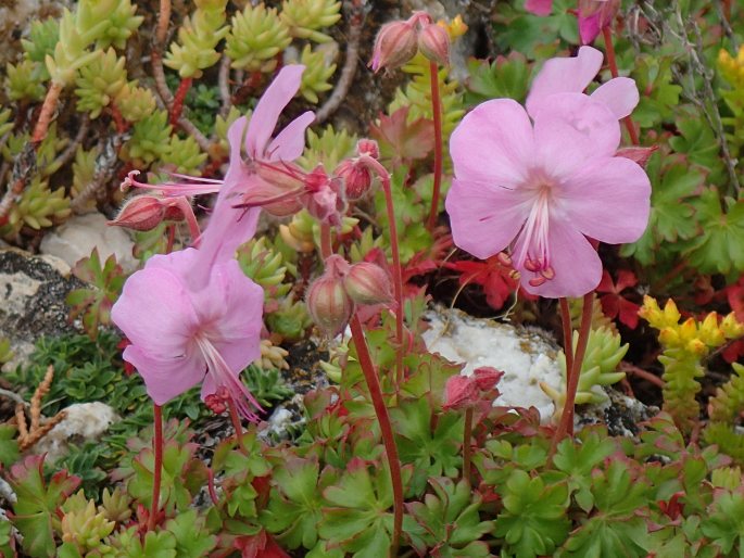 Geranium dalmaticum