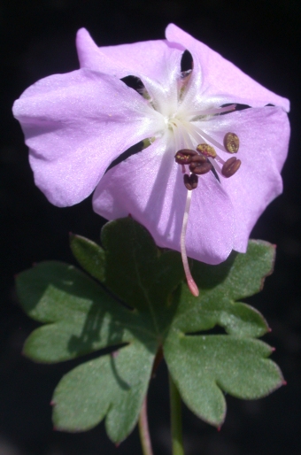 Geranium dalmaticum