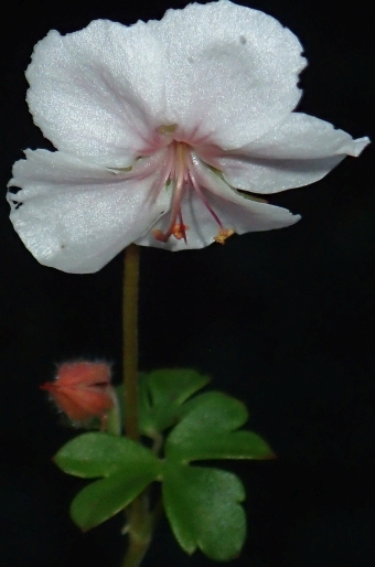 Geranium dalmaticum