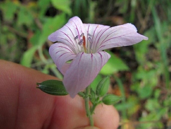 Geranium gracile