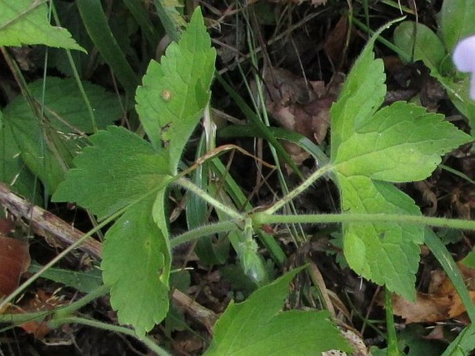 Geranium gracile