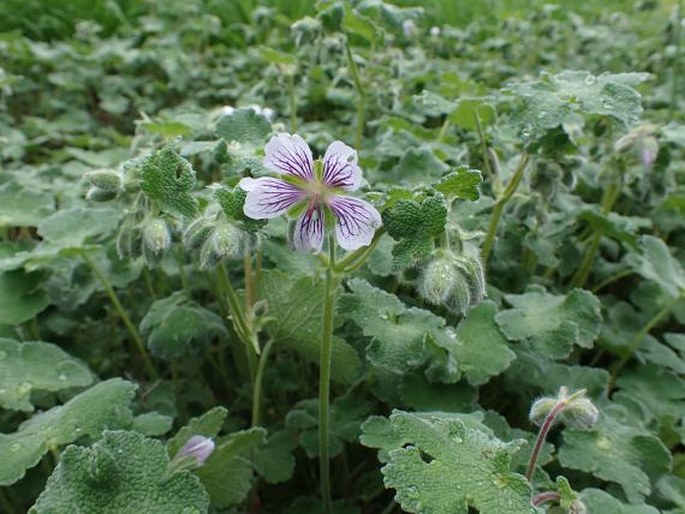 Geranium renardii