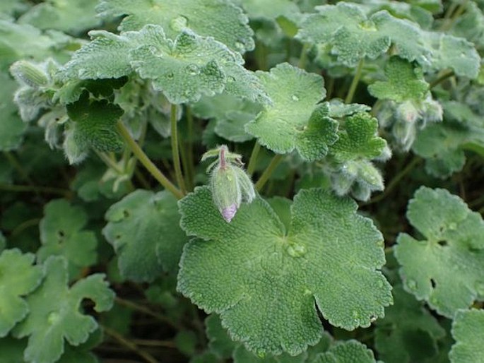 Geranium renardii