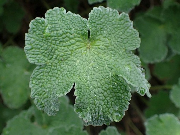 Geranium renardii