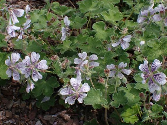 Geranium renardii