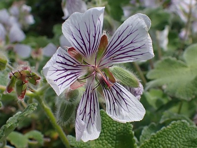 Geranium renardii