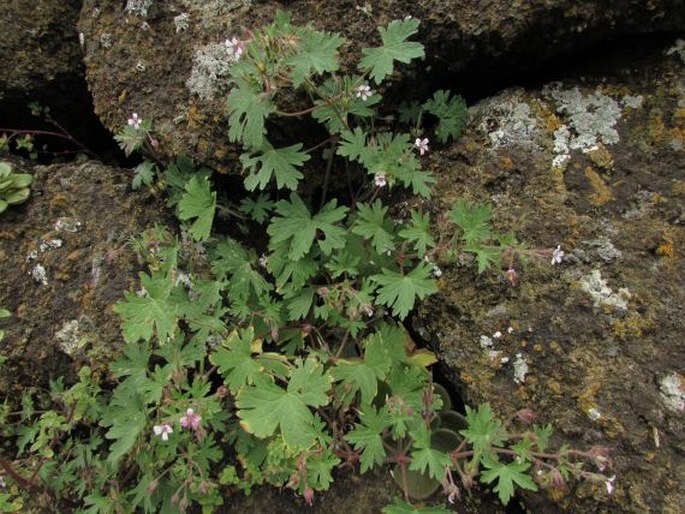 Geranium rotundifolium