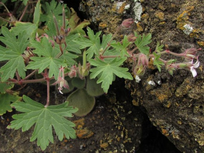 Geranium rotundifolium