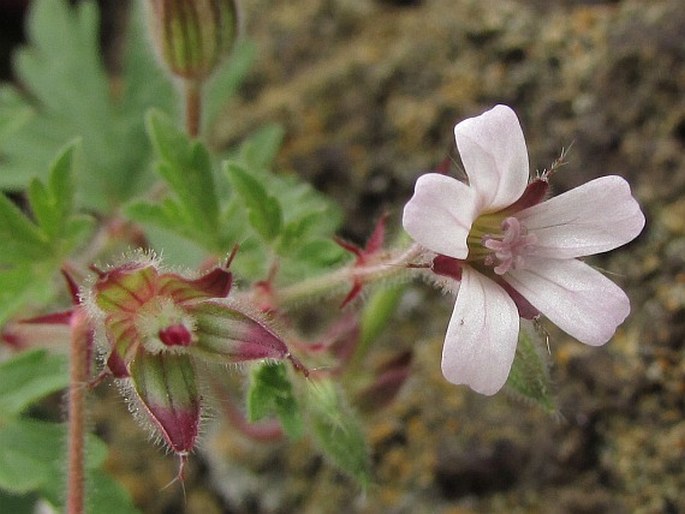 Geranium rotundifolium