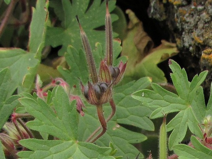 Geranium rotundifolium