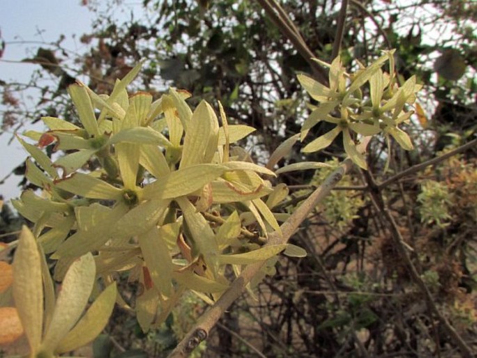 Getonia floribunda