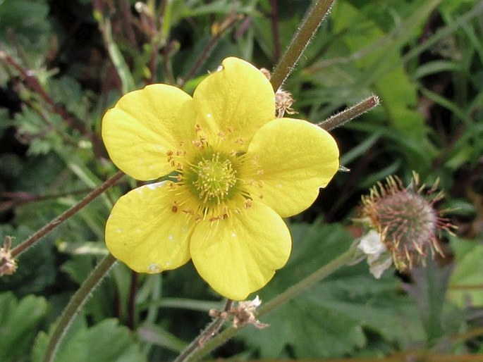 GEUM MAGELLANICUM Comm. ex Pers. - kuklík