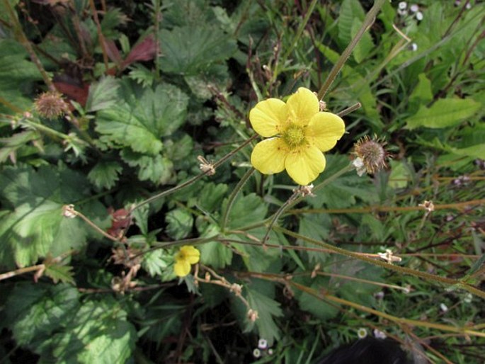 Geum magellanicum