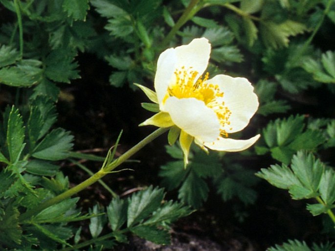 Geum pentapetalum