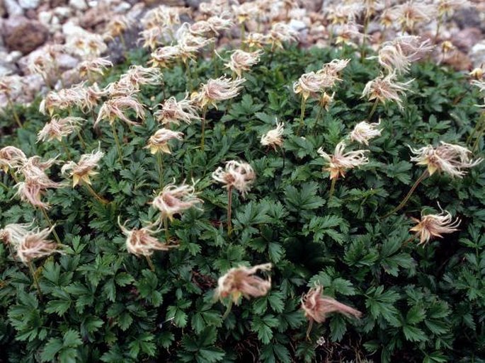 Geum pentapetalum