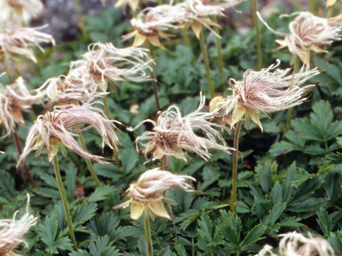 Geum pentapetalum