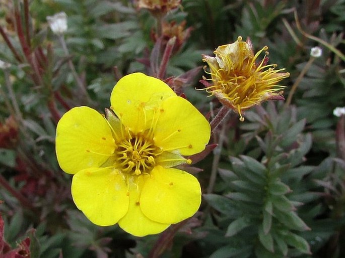 GEUM ROSSII (R. Br.) Ser. – kuklík