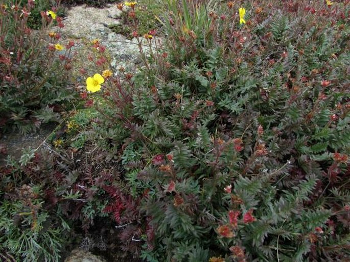 Geum rossii