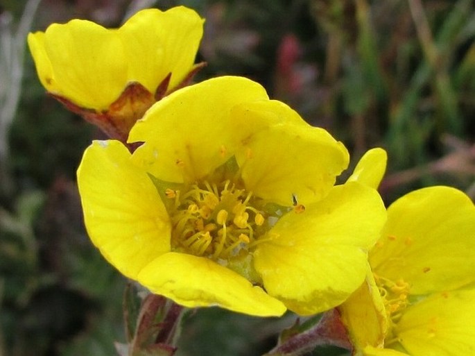 Geum rossii