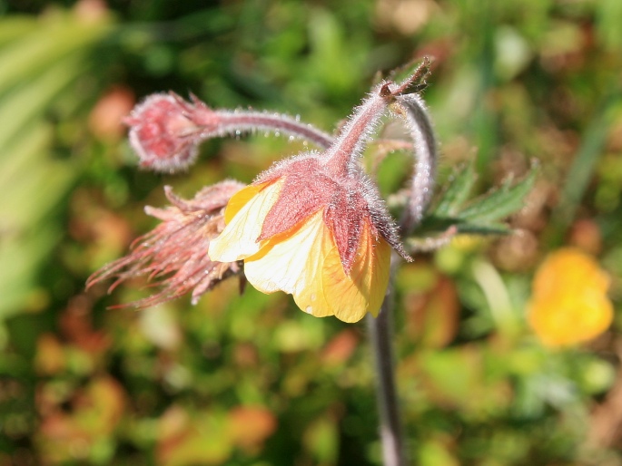 Geum × sudeticum