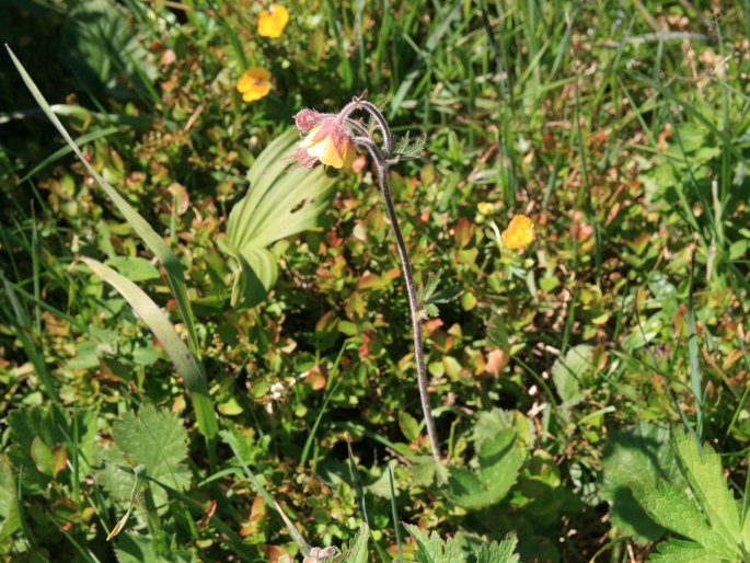 Geum × sudeticum