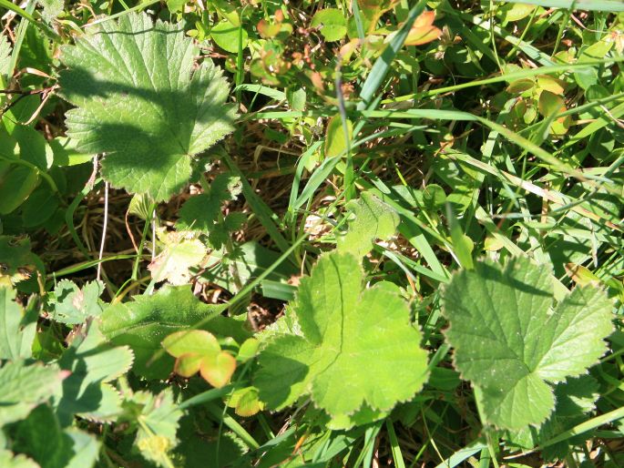 Geum × sudeticum