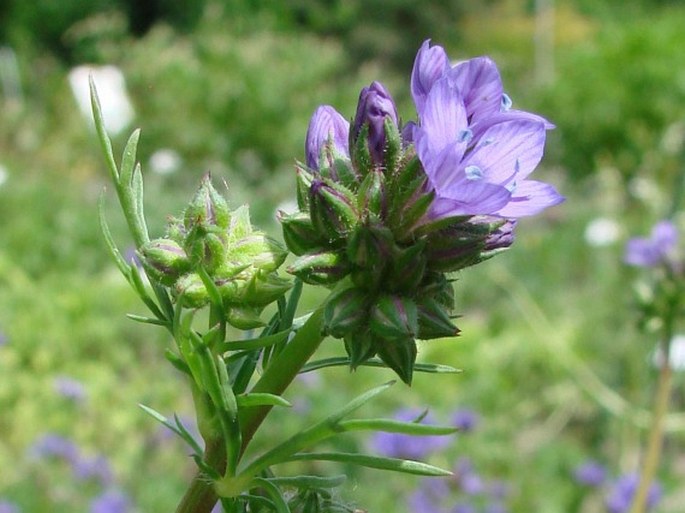 Gilia capitata