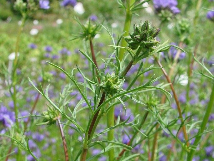 Gilia capitata