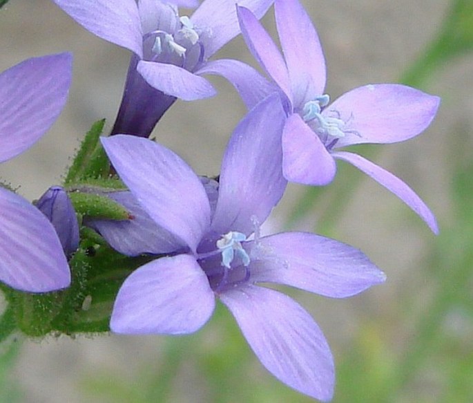 Gilia nevinii