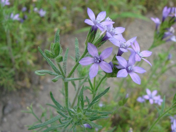 Gilia nevinii