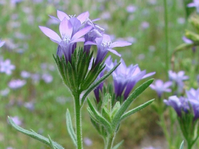 Gilia nevinii