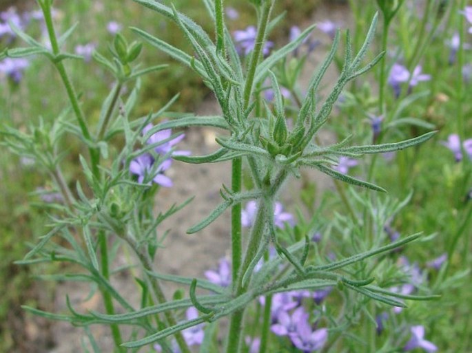 Gilia nevinii