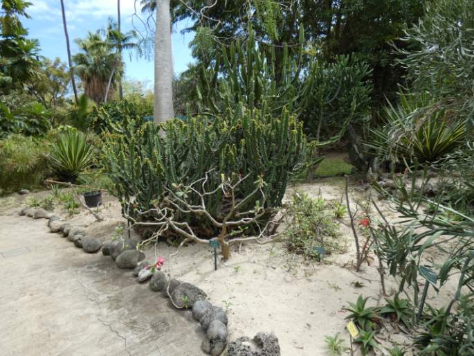 Jardin d’Eden - Réunion, Saint Gilles Les Bains