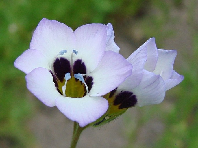 Gilia tricolor